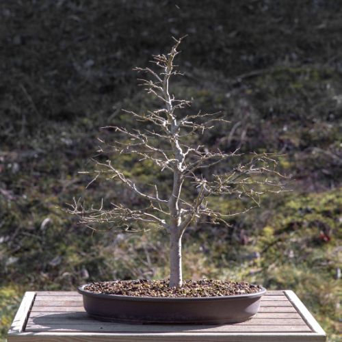 Orme (Ulmus)