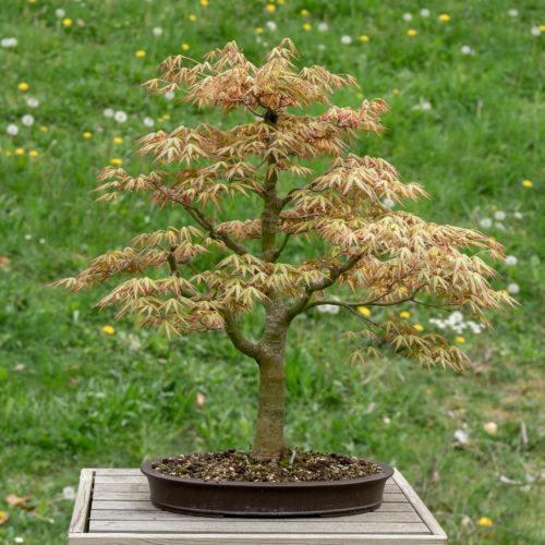 Acer palmatum (Erable du Japon)