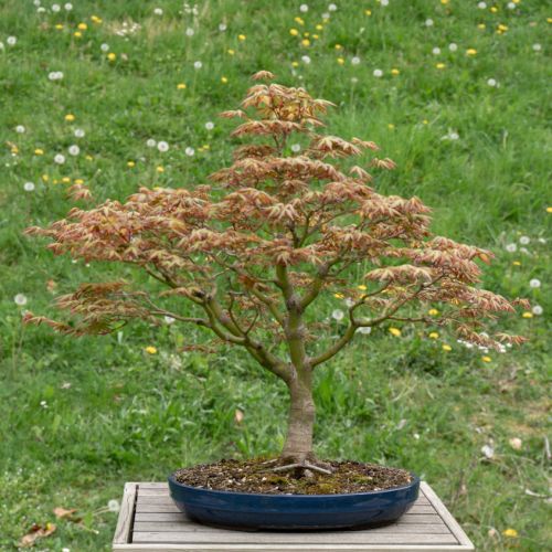 Acer palmatum (Erable du Japon)