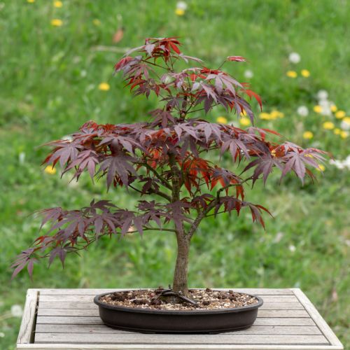 Acer palmatum (Erable du Japon)