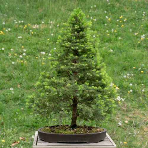 Picea glauca conica (épinette du Canada)