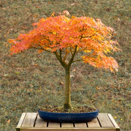Erable (Acer palmatum) - 14 ans après semis