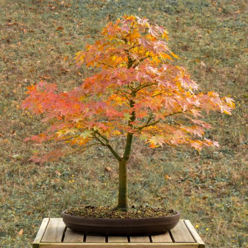 Erable (Acer palmatum) - 14 ans après semis