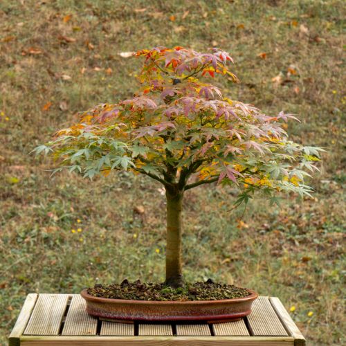 Erable (Acer palmatum) - 14 ans après semis