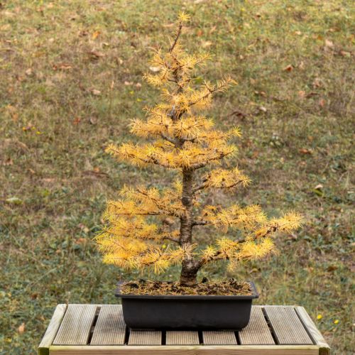 Mélèze (Larix decidua) - 14 ans après semis