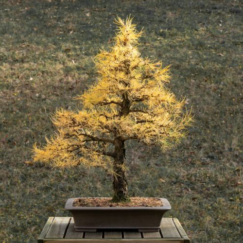 Mélèze (Larix decidua) - 17 ans après semis